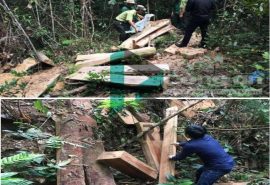 Nạn lâm tặc chặt phá rừng gỗ quý ở việt nam