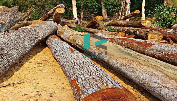 Khai thác gỗ xuất khẩu