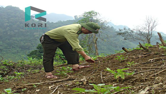 Kiểm lâm kiểm tra rừng trồng