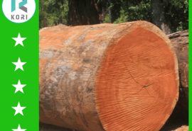 Cây gỗ trai – Sàn gỗ giá rẻ