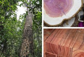 Cây Gỗ Cẩm Lai – Sàn Gỗ Giá Rẻ