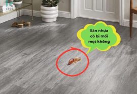 Sàn Nhựa Có Bị Mối Mọt Không? 6 Lưu Ý Khi Dùng Sàn Nhựa